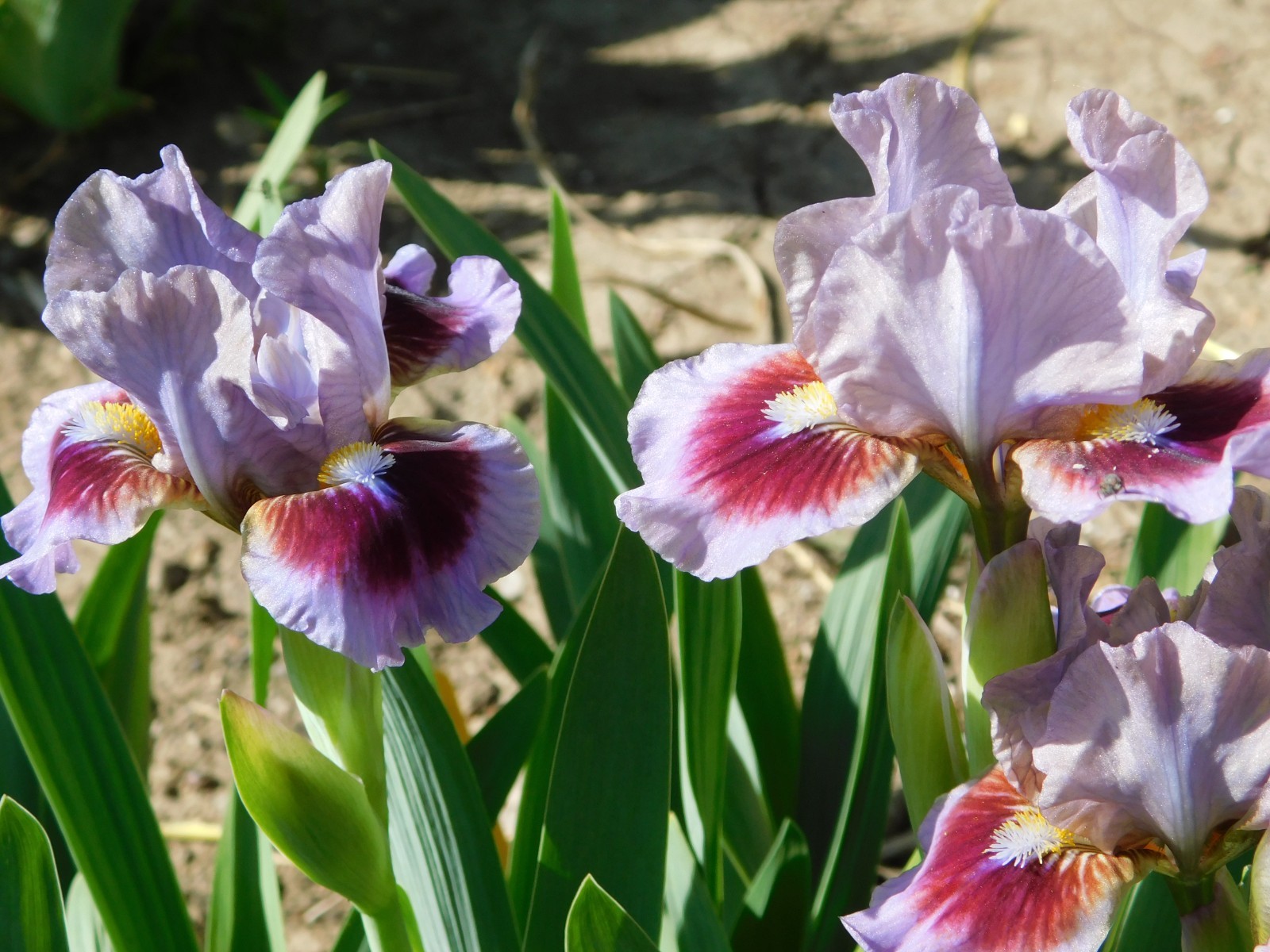 Standard Dwarf Bearded Iris GOING IN CIRCLES LOT OF 3