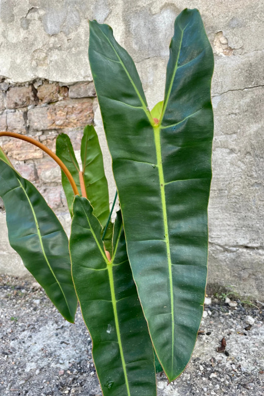 Philodendron Billietiae Green Plant – 2-5″ Tall – Tropical Aroid Houseplant