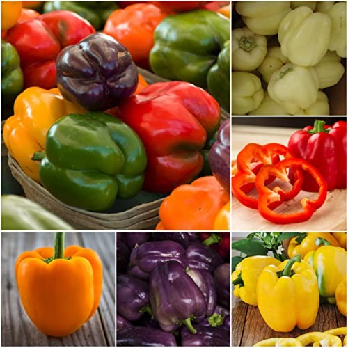 Rainbow Bell Pepper Seeds for Planting Mild Peppers – Non-GMO Heirloom 5 Packs