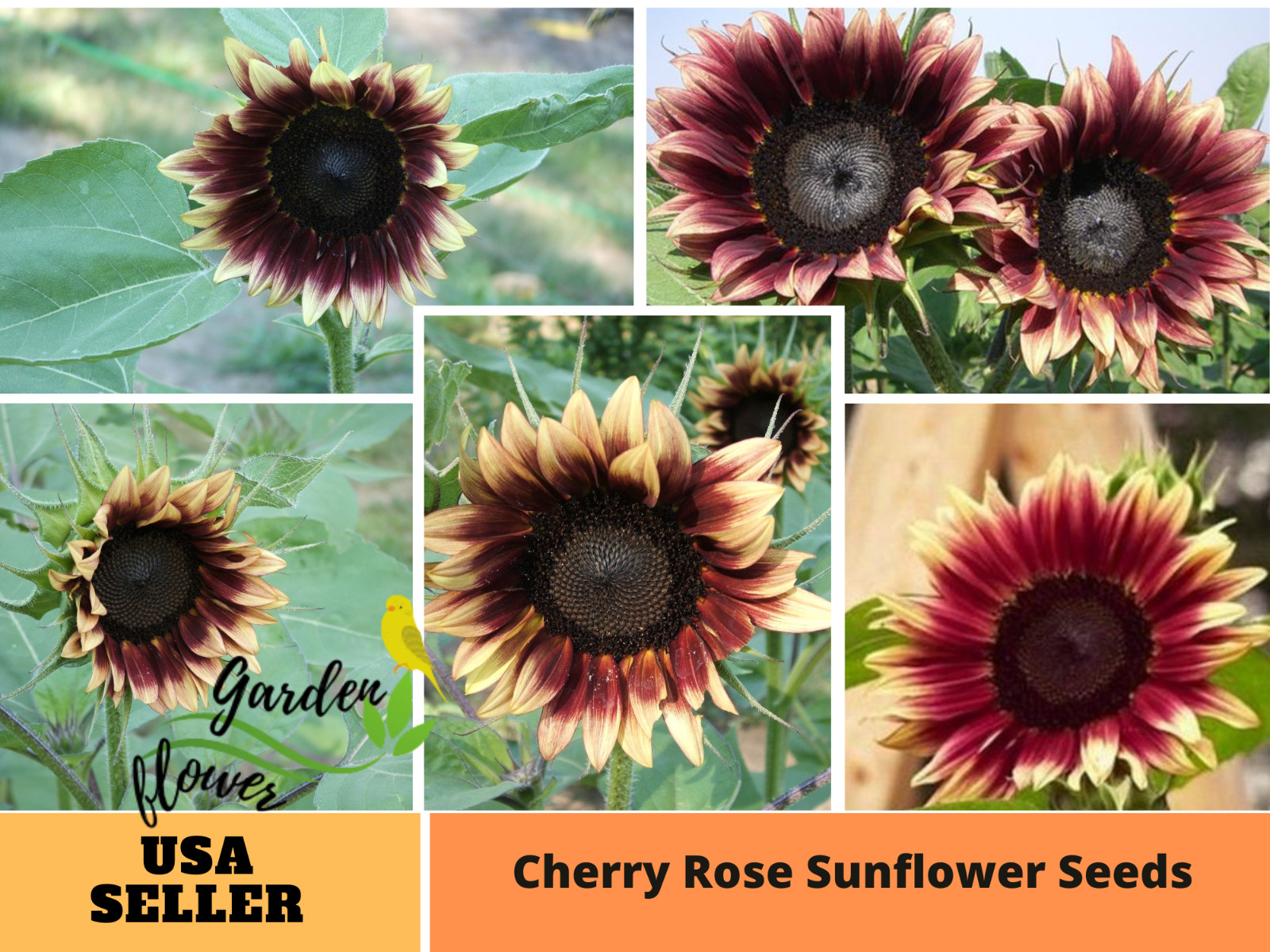 25+ Seeds|Cherry Rose Sunflowers Seeds #E014
