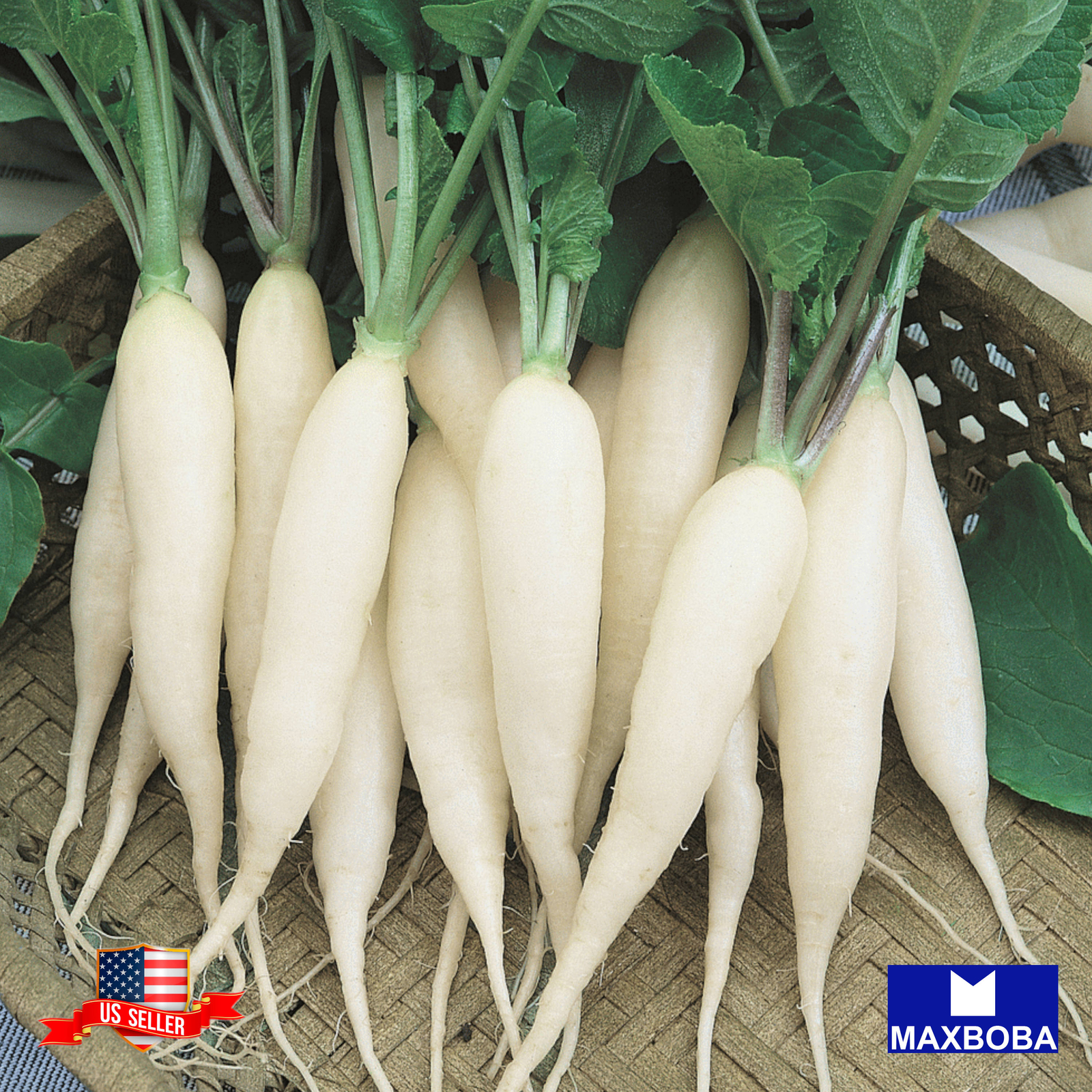 Fresh!!Radish Seeds – White Icicle Non-GMO Heirloom Garden Vegetable