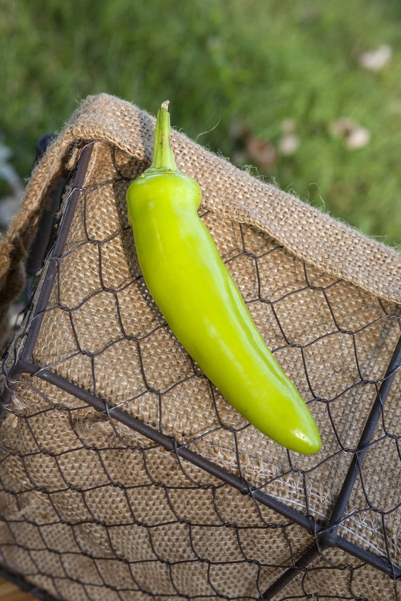 Hot Banana Heirloom Wax Pepper Premium Seed Packet