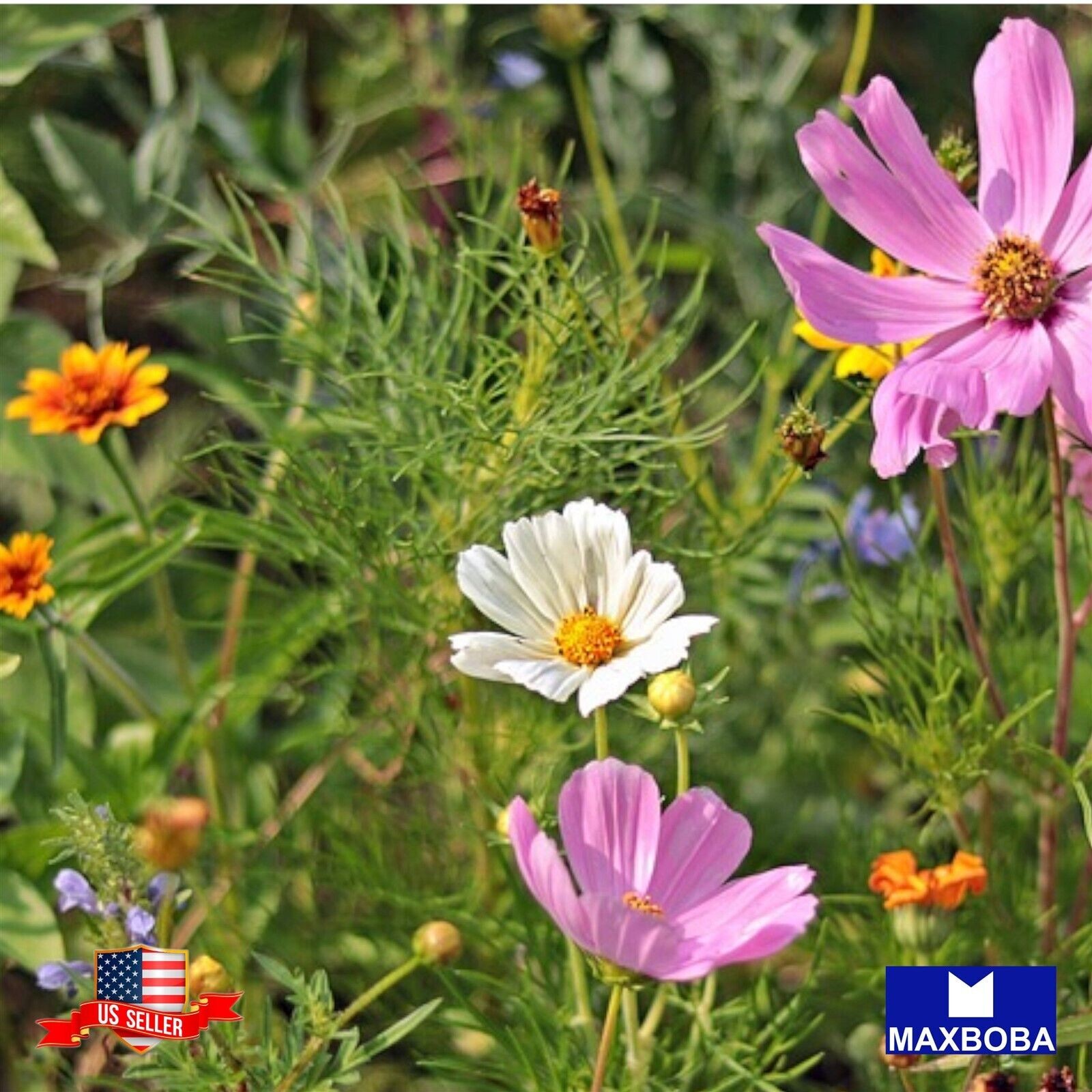 Wildflower Seeds – Hummingbird and Butterfly – Hummingbird & Butterfly