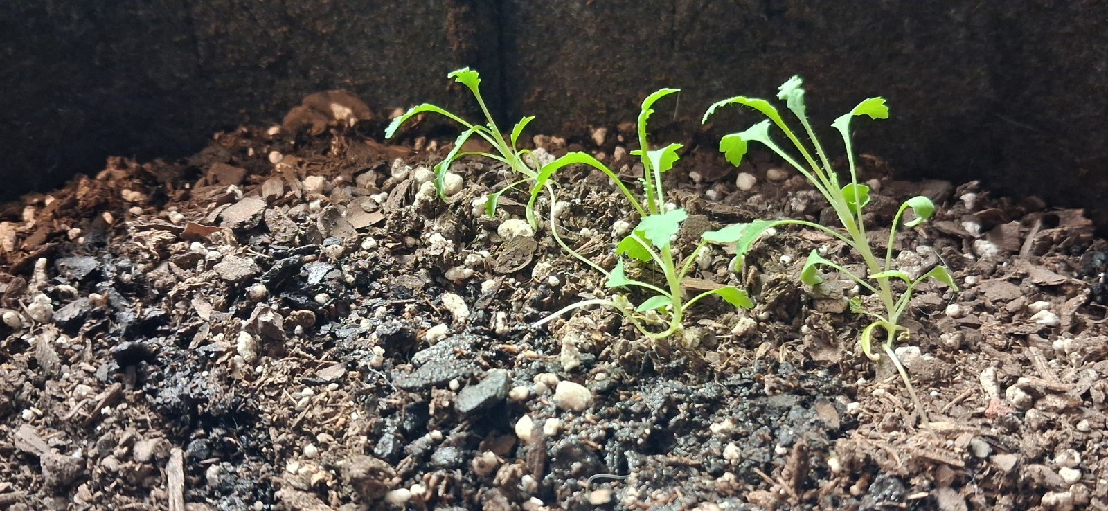 2,500+ Turkish Poppy Seeds – RARE SOMNIFERUM for planting