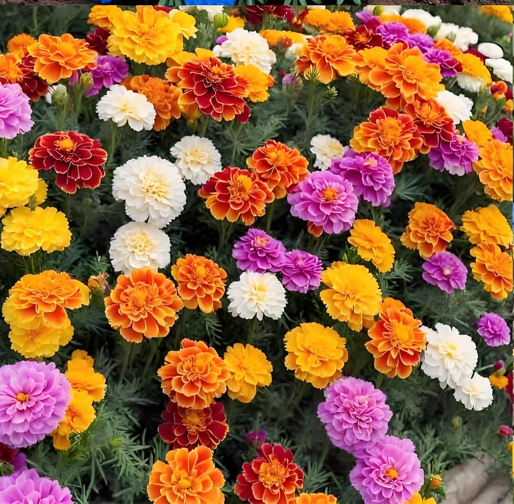 900+ Annual French Marigold Garden Flower Mix Flower Seeds for Planting Garde…