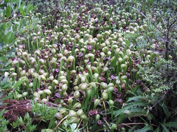 Darlingtonia californica | California Pitcher Plant | Cobra Lily | 20 Seeds