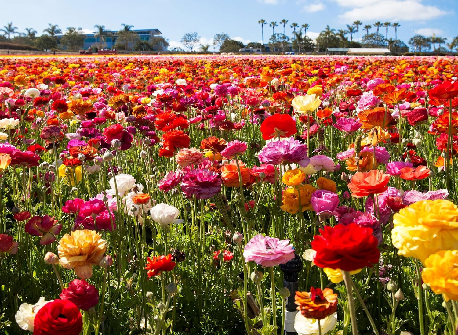 Complete Spring Flower Bulb Garden – 10 Bulbs Ranunculus Bulbs Continuous Blooms