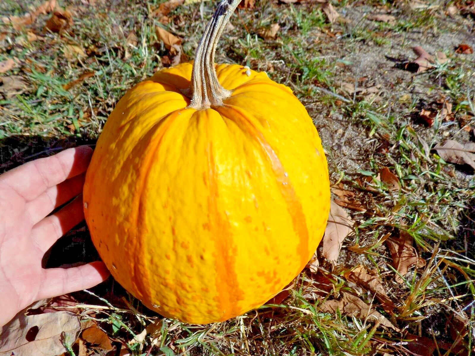 15 BLAZE PUMPKIN SEEDS – Cucurbita maxima