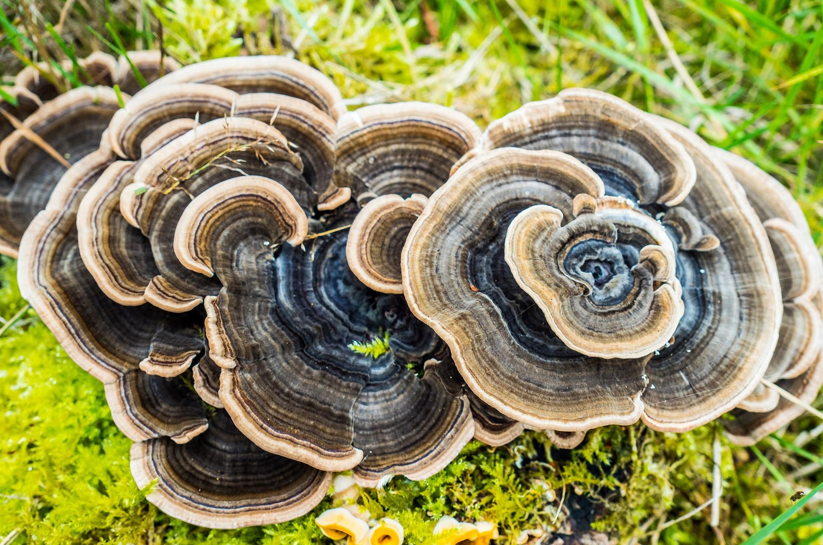 30 Mushroom Liquid Cultures – Turkey Tail & More Varieties Available