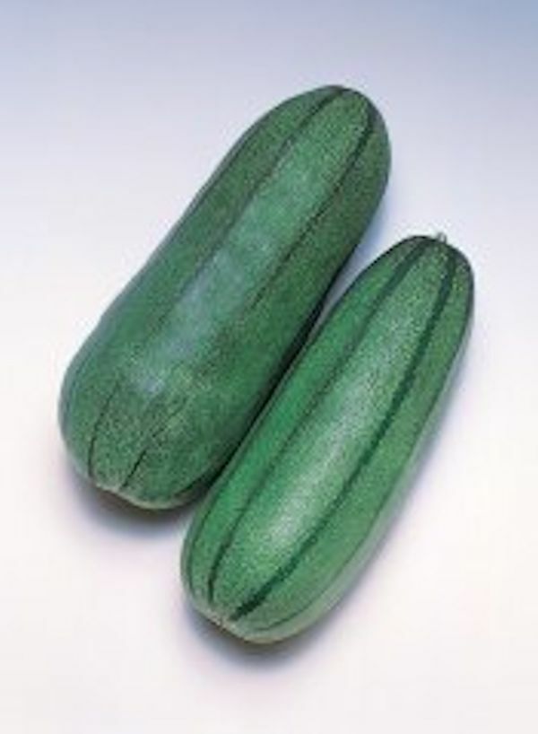 40 Pickling Melon Green Striped Cucumis melo var conomom Seed Free Shipping USA