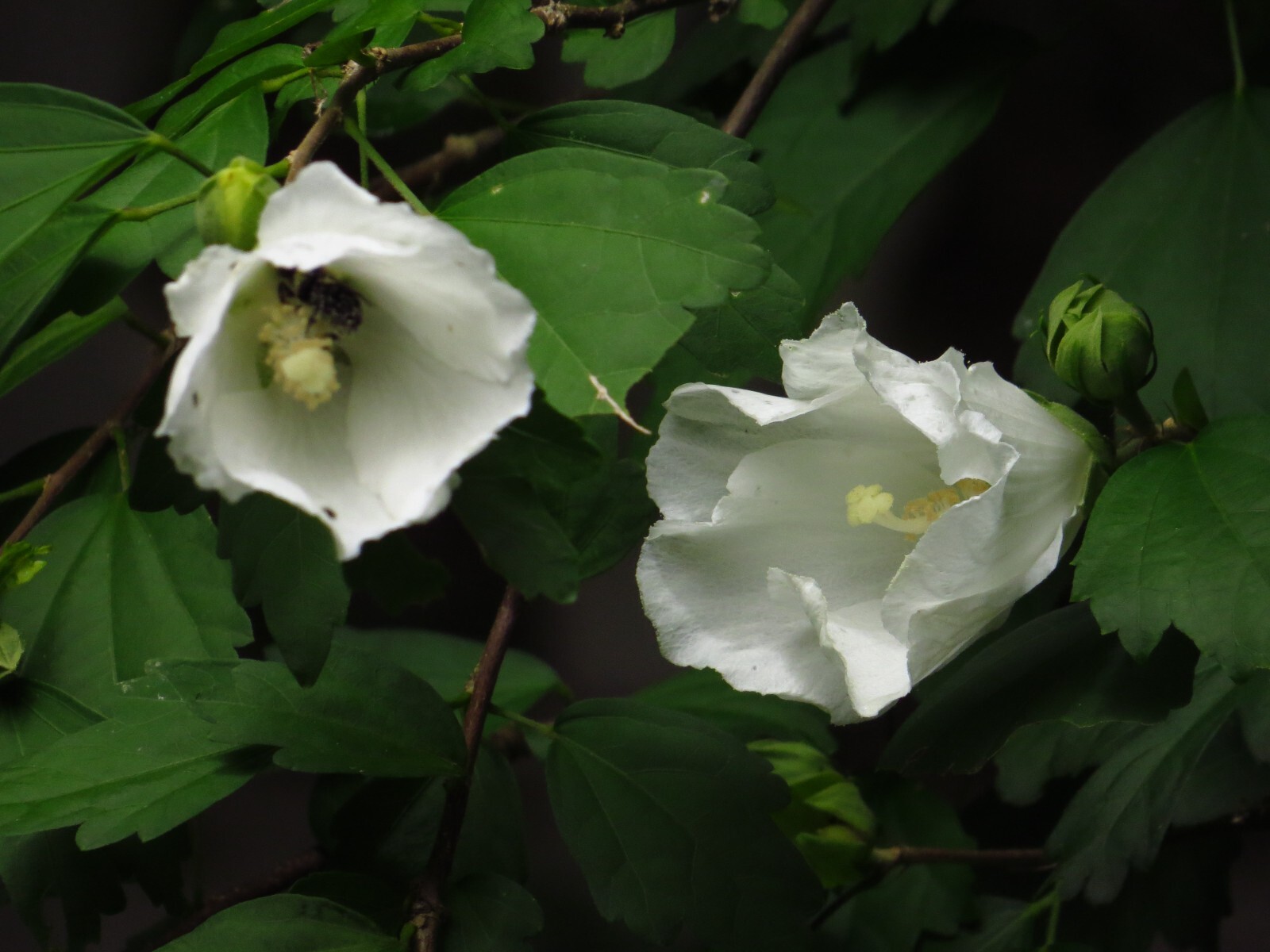 50+White Rose of Sharon Seeds(Hibiscus syriacus/Aphrodite Althea/hardy hibiscus)