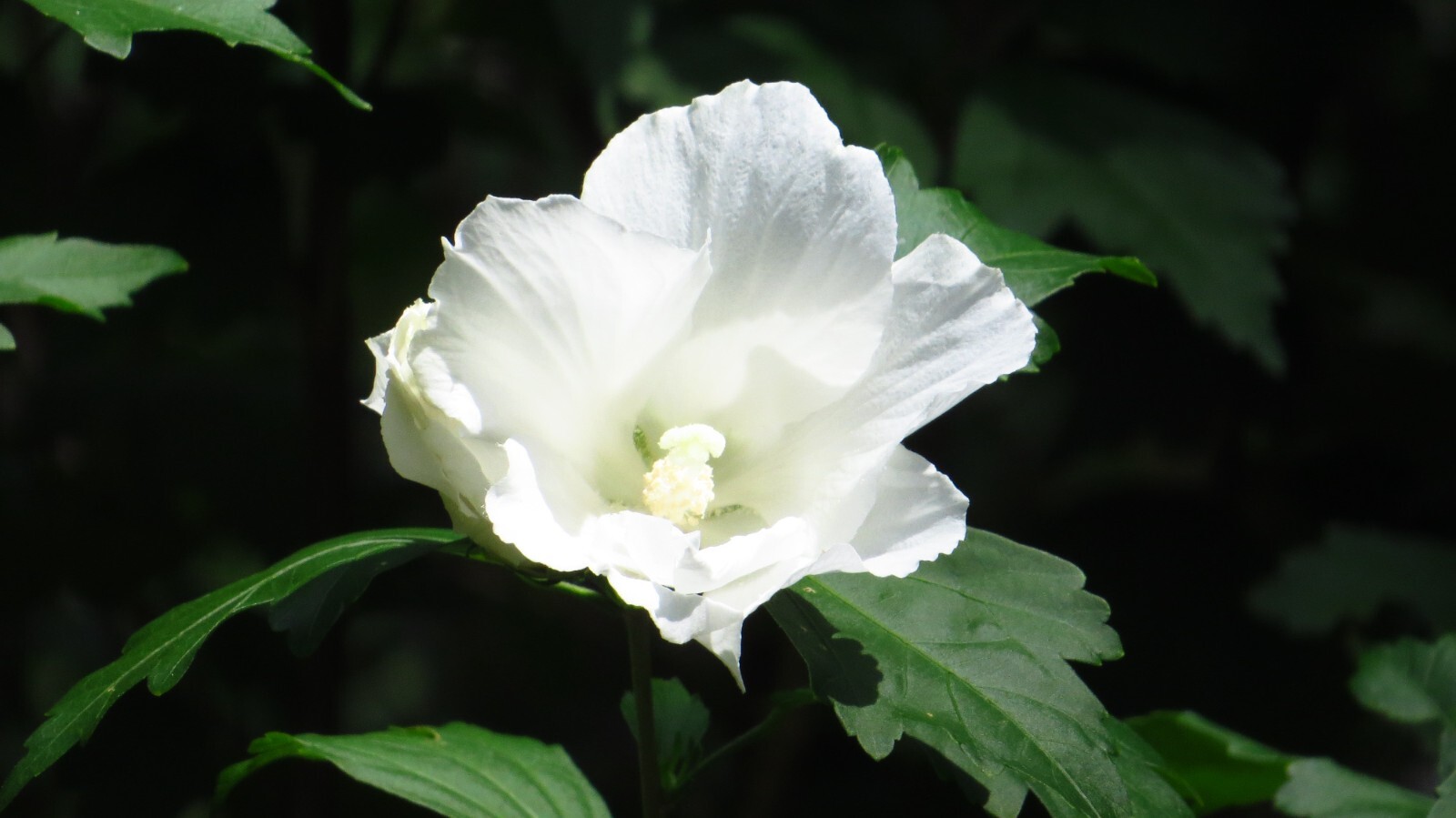 50+White Rose of Sharon Seeds(Hibiscus syriacus/Aphrodite Althea/hardy hibiscus)