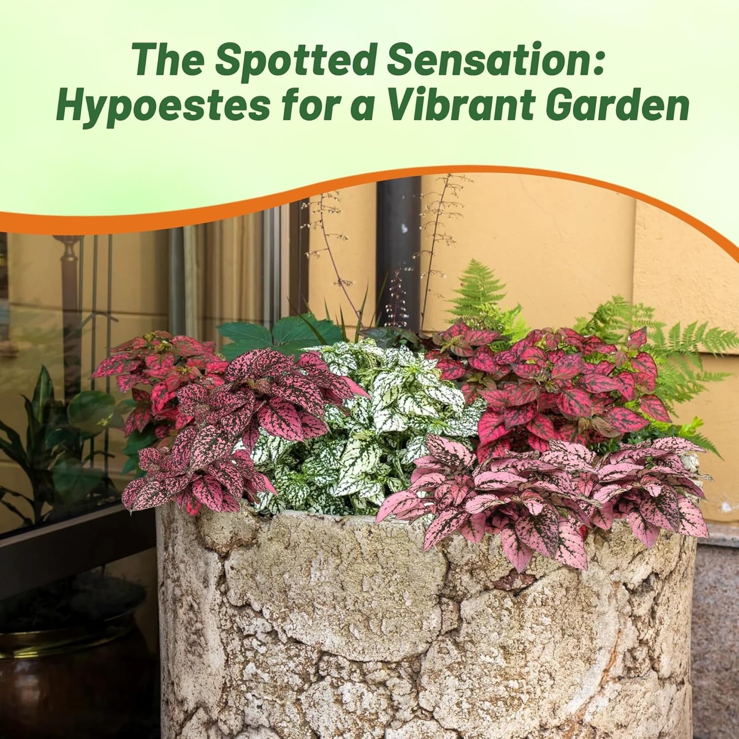 100 Seeds Hypoestes Splash Seeds Mix For Planting – Polka Dot Plant