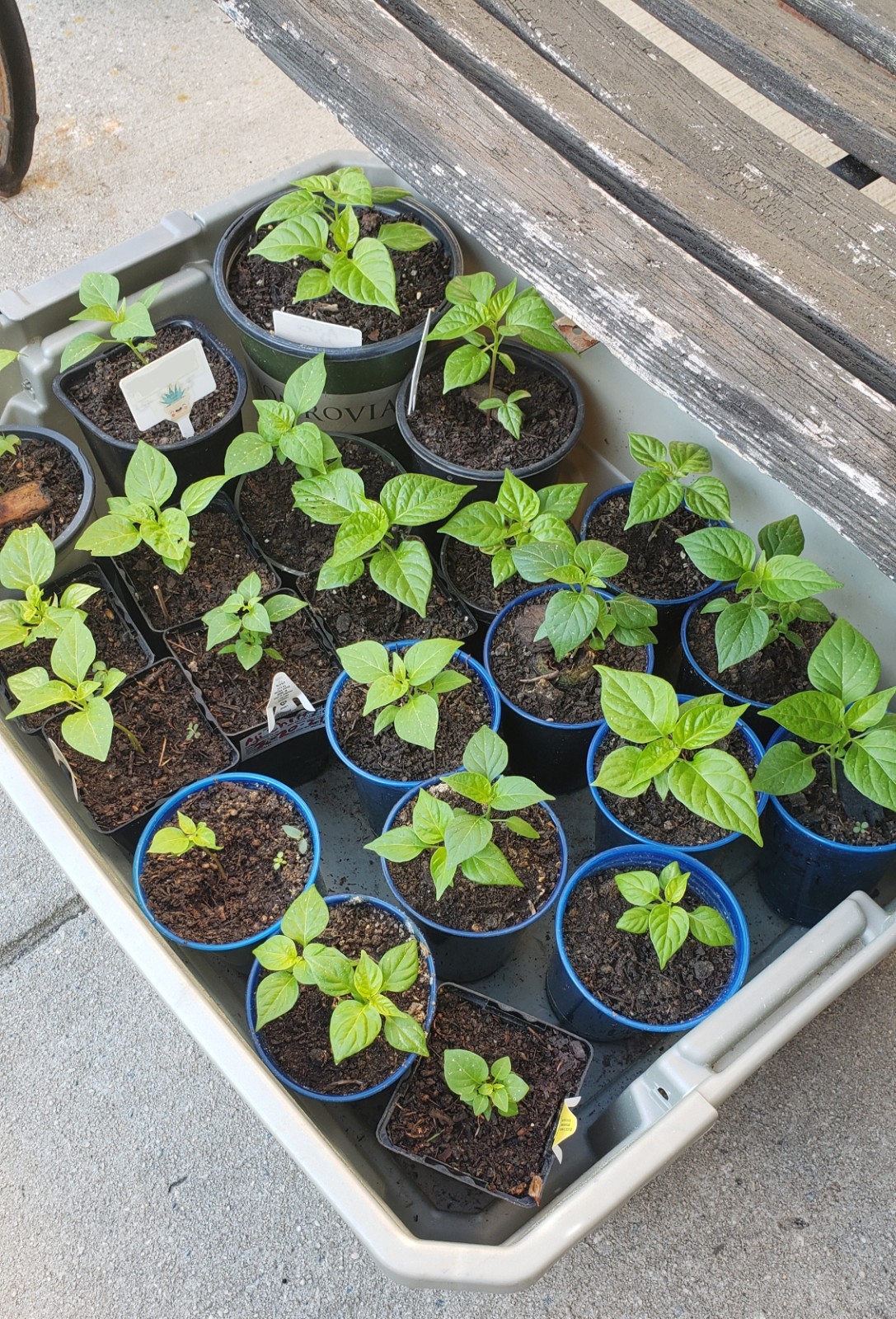 SEEDS Sweet Cubanelle Pepper 100 Seeds Pimiento de Cocinar