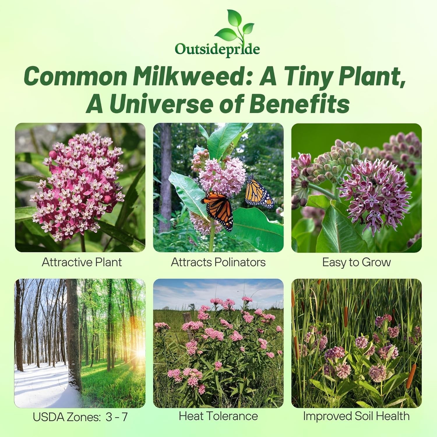 50 Seeds Common Milkweed Drought Resistant Asclepias Syriaca Plant Flower Seed