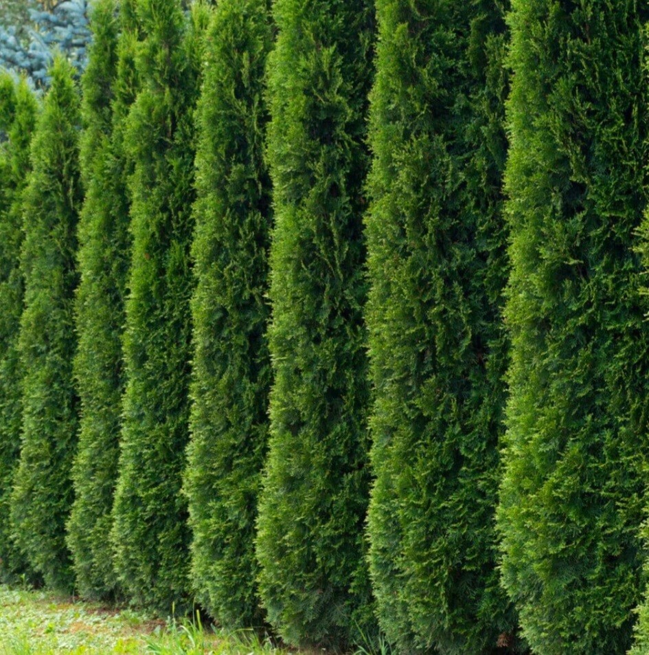 55 Thuja Tree Seeds Golden Oriental Arborviate-Eastern Cedre Seeds White Cedar