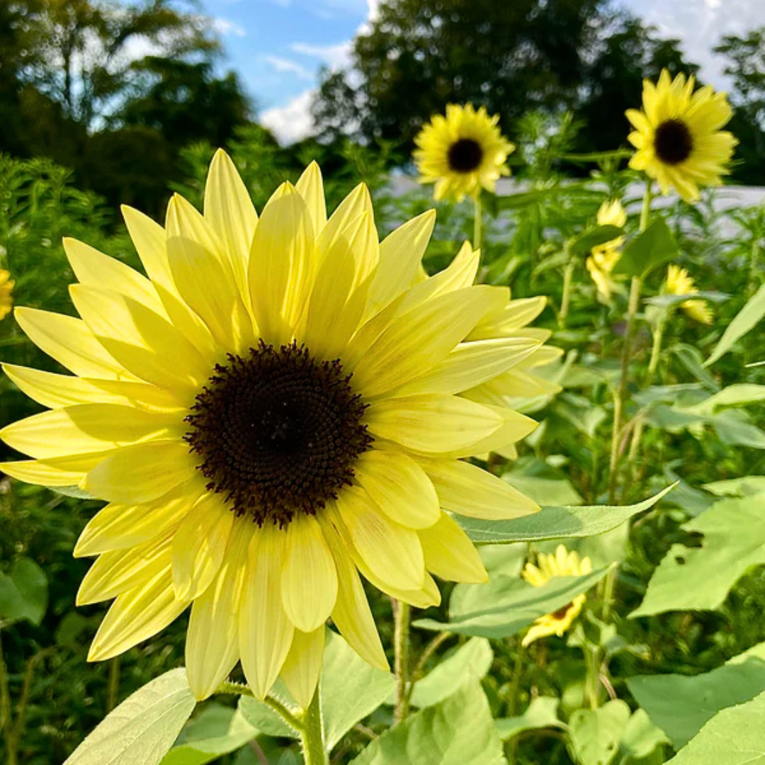 Fresh Premium Buttercream Sunflowers Seeds | Heirloom Non-GMO | 10 Flower Seeds
