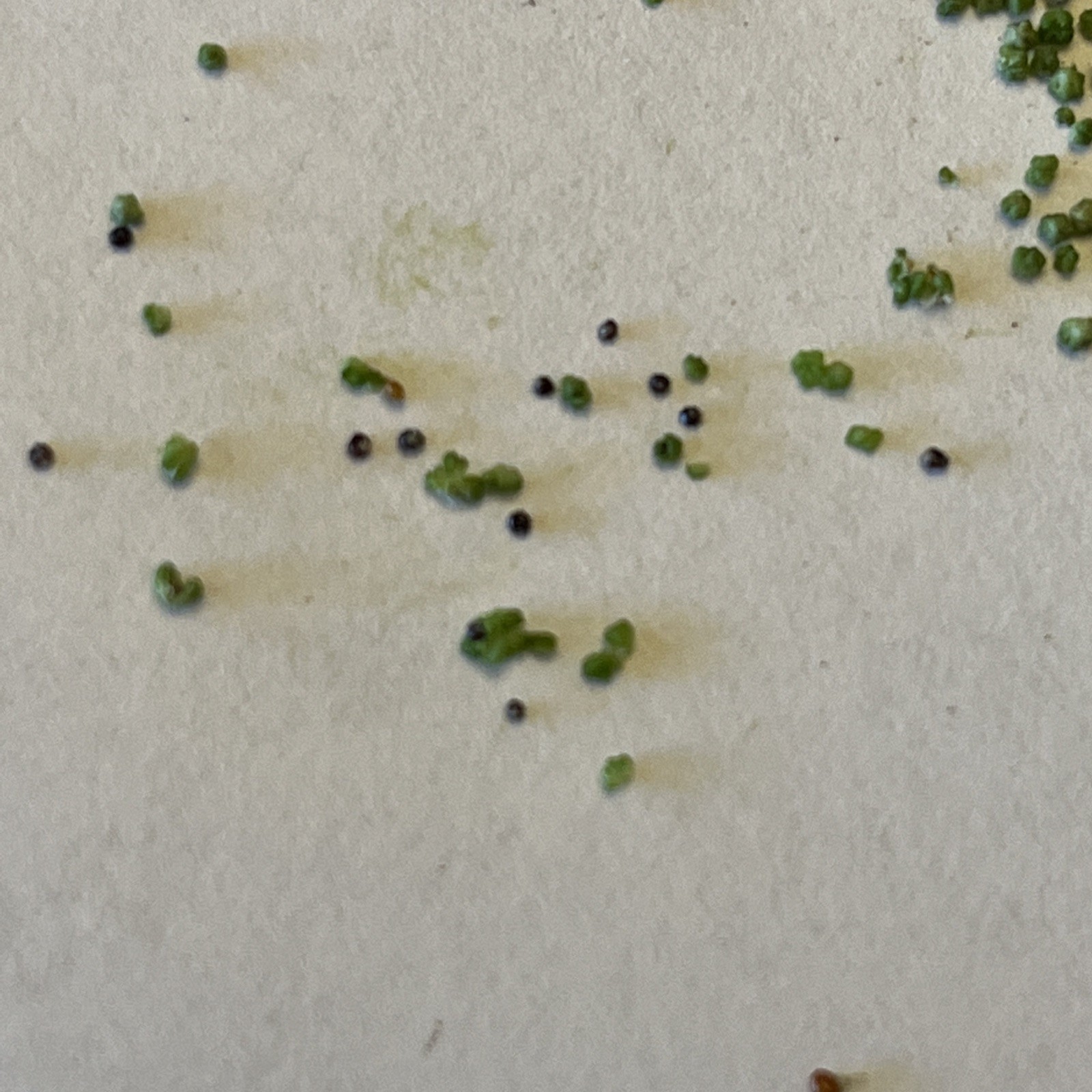 -*500 Epazote Seeds Mastruz Chenopodium Ambrosioides Mexican Herb Non-GMO 🌿