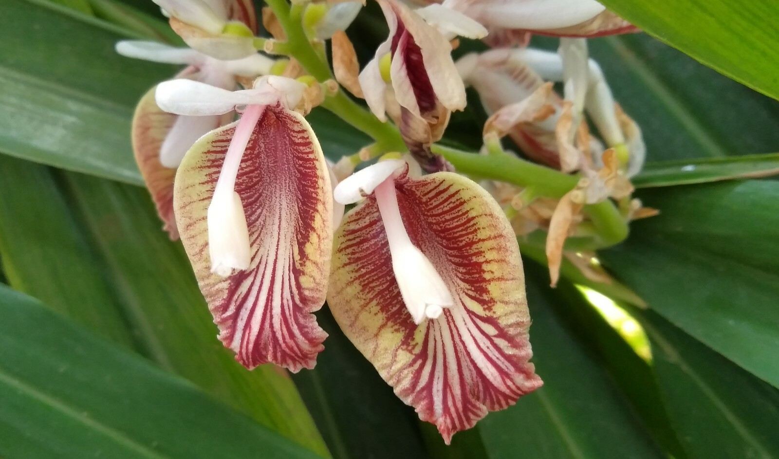 Tropical Seeds – True cardamom -20 Seeds -Elettaria cardamomum