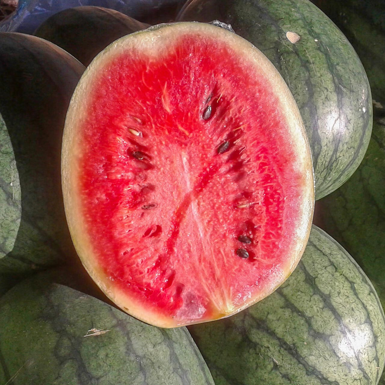 25 FLORIDA GIANT WATERMELON SEEDS NON – GMO FRESH GARDEN HARVEST