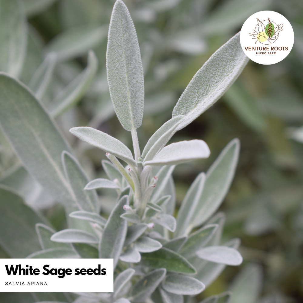 White Sage Seeds – Salvia apiana | Non-GMO, Open pollinated