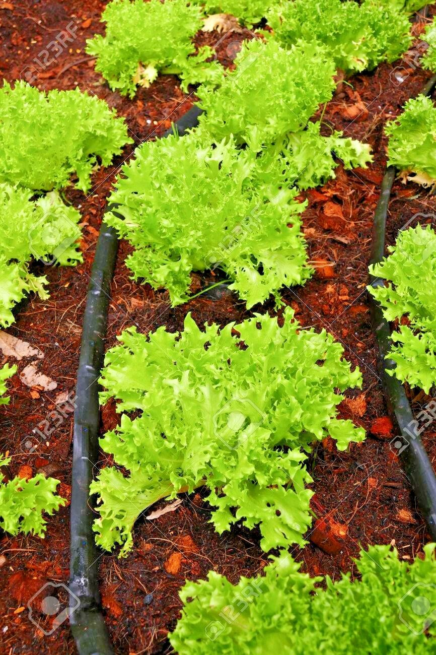 601+GREEN ICE Lettuce Seeds Organic Vegetable Spring Fall Garden Container Easy