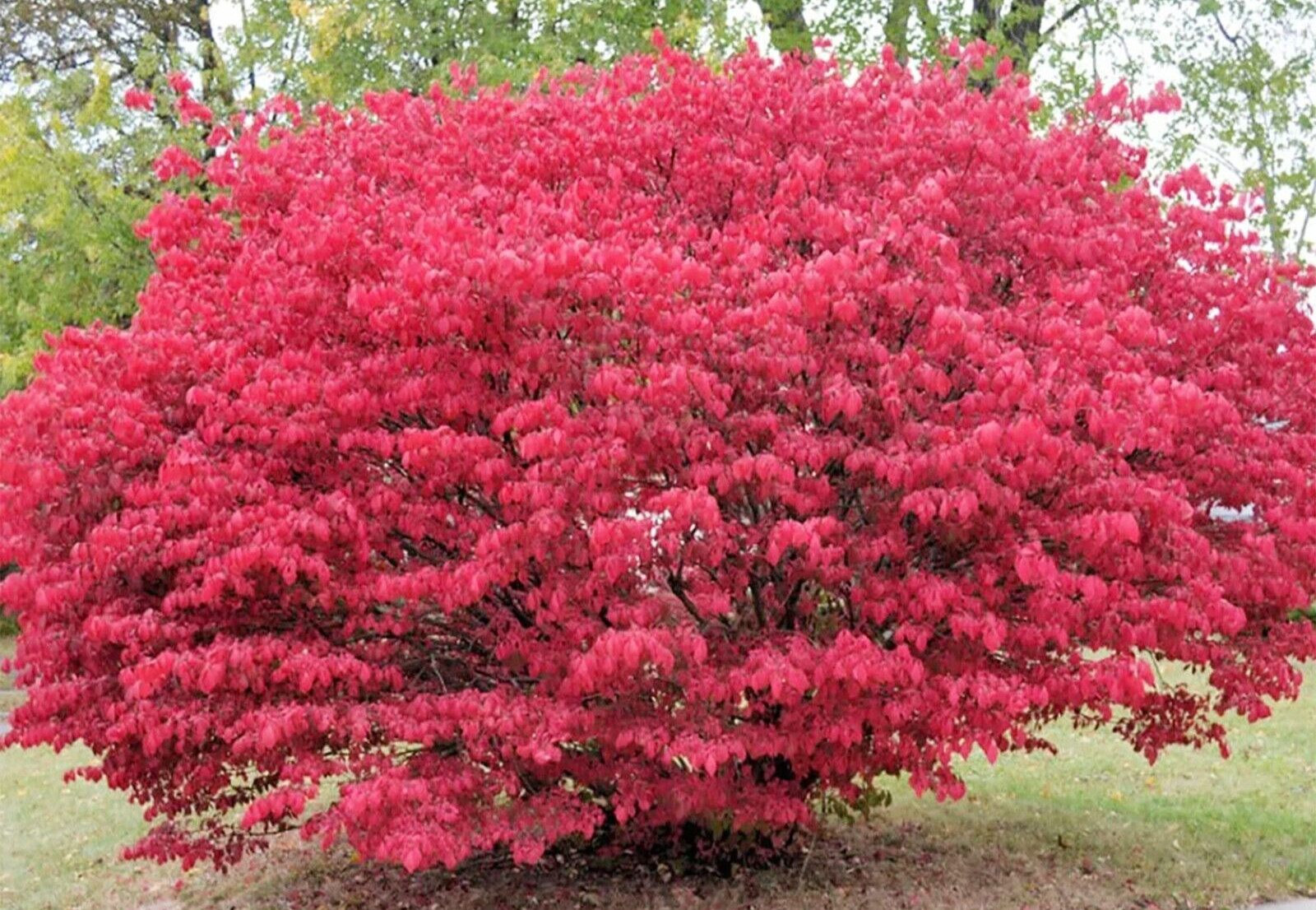 25 seeds Burning Bush, Euonymus alatus Fall Color Bright Seed Pods & Winged Bark