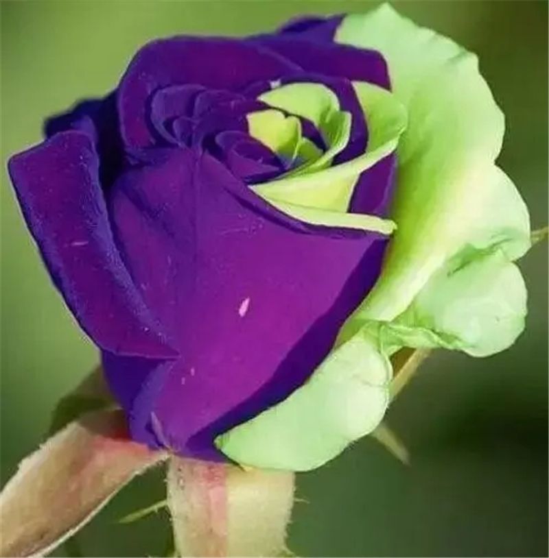 25pc ROSE SEEDS Garden Plant Flower Nursery rare exotic USA seller FREE shipping