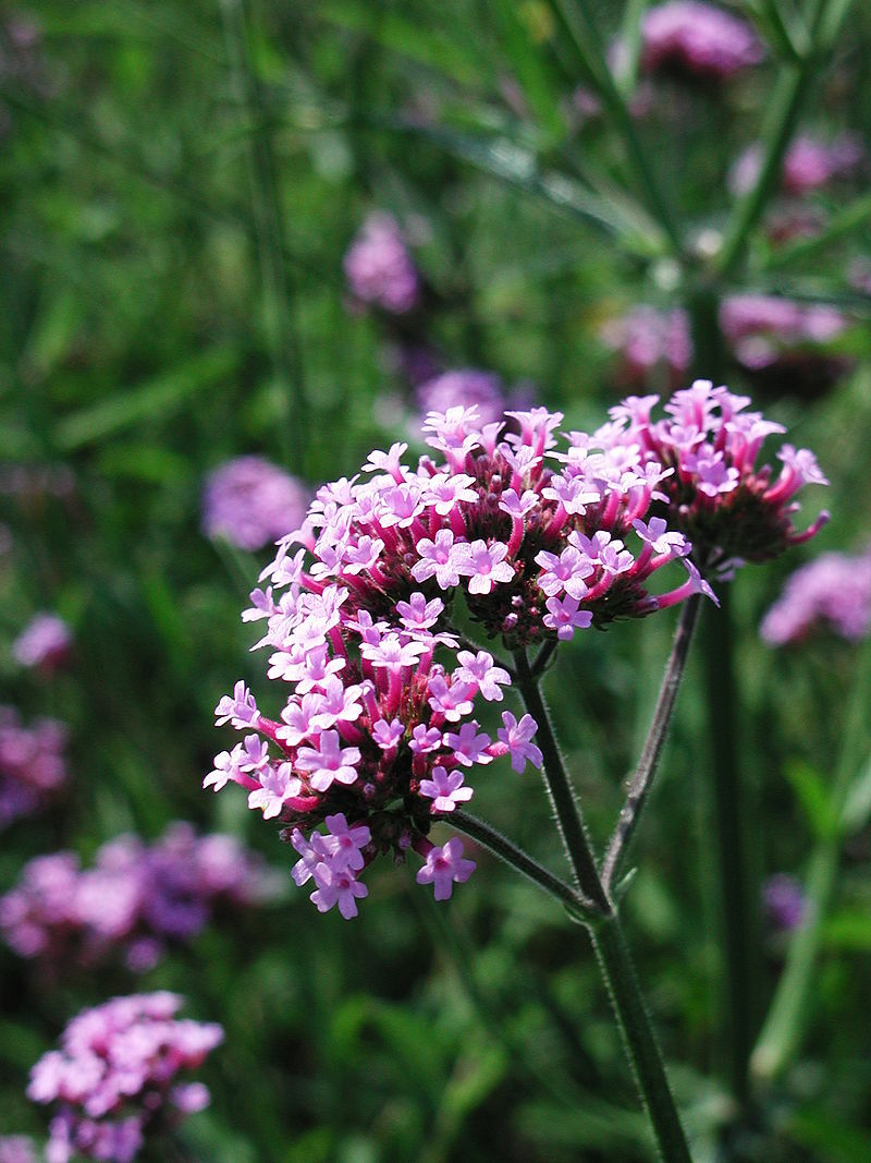 verbena bonariensis 240 seeds purple top verbena, EZ to grow, USA seller