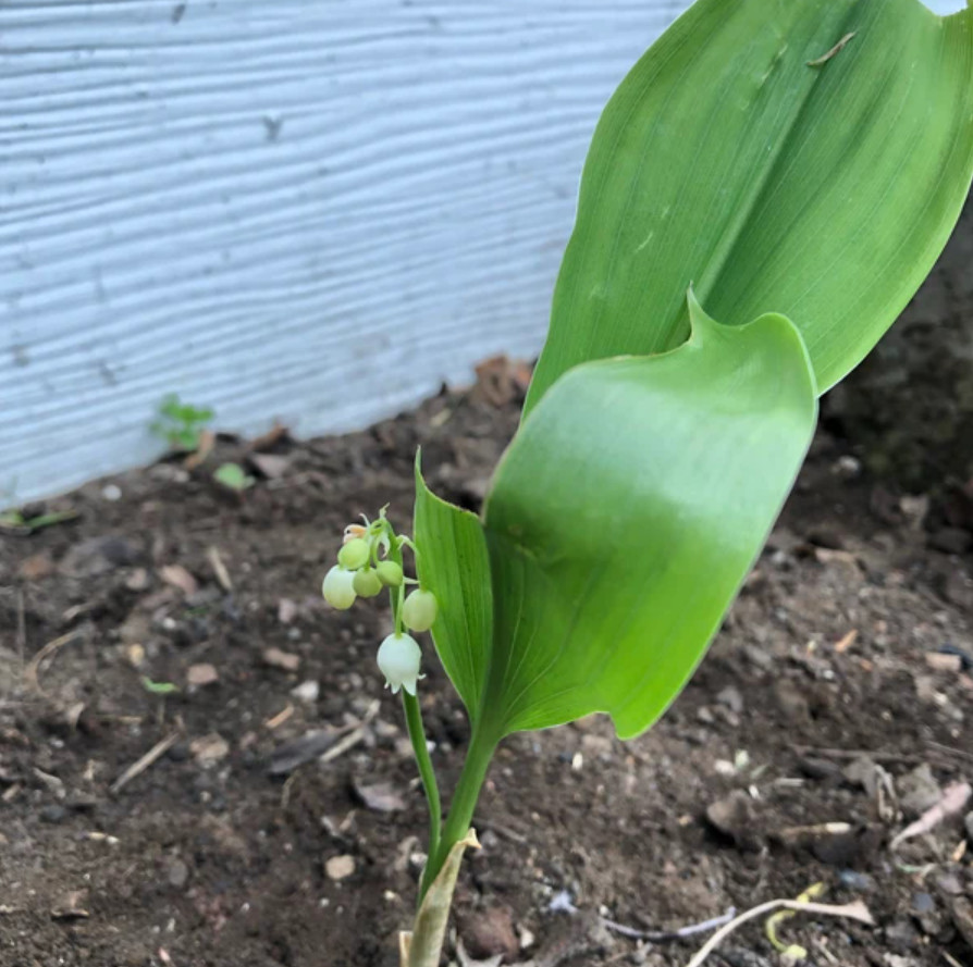 Lily of the Valley – 20 Fresh Roots – Ready for Planting – No Shipping AK,HI,PR