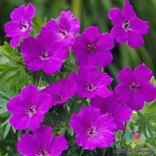 25+ Tiny Monster Geranium Seeds for Garden Planting – USA – FREE SHIPPING!