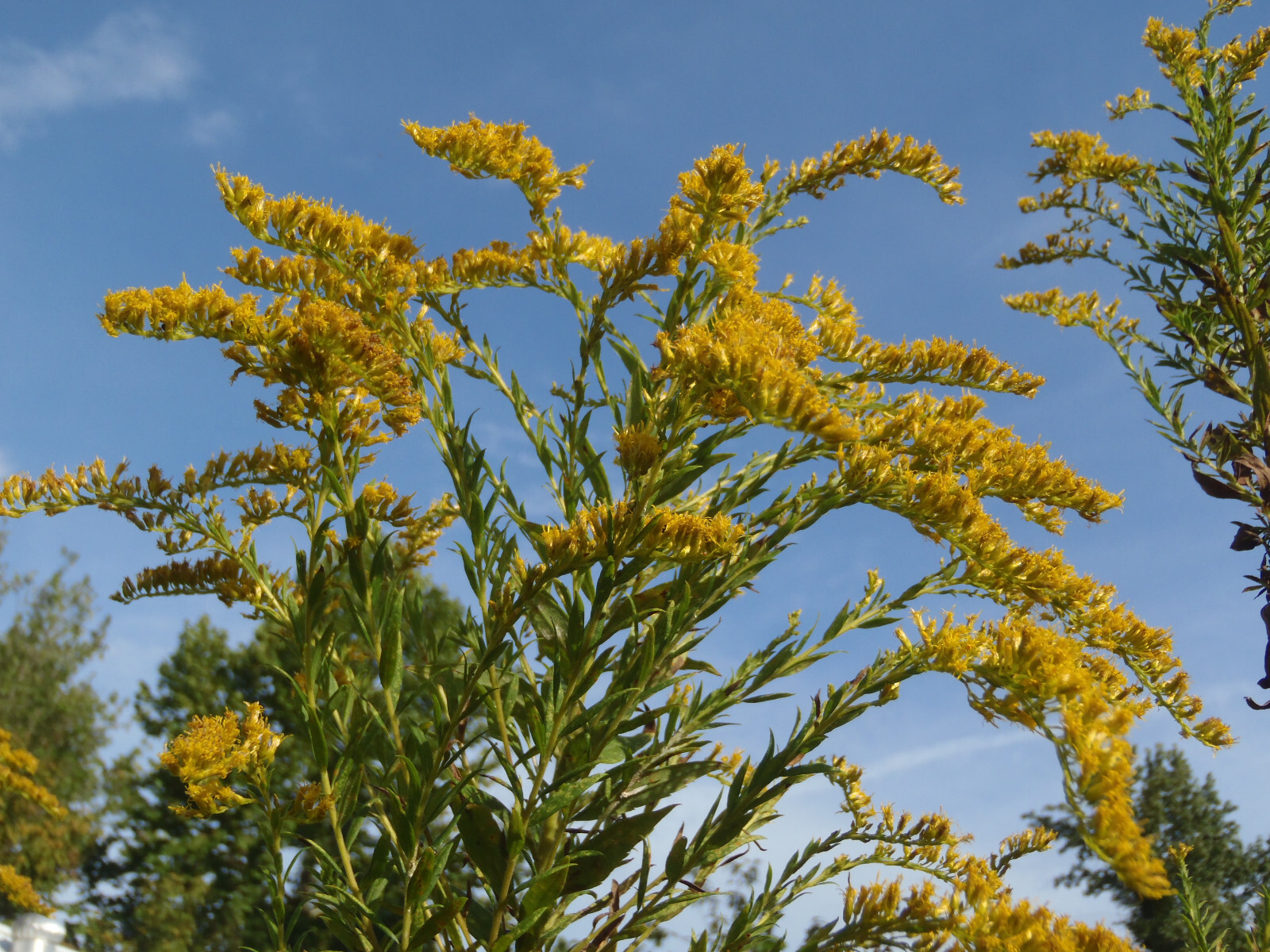 300+ Goldenrod Seeds Solidago Organic Medicinal Herb Showy Fall Flower Pollinate