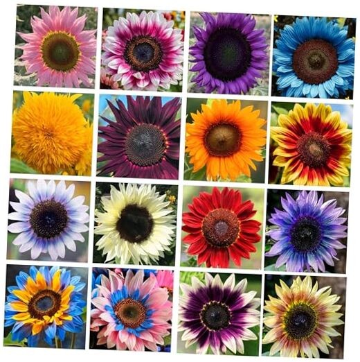 Giant Sunflower Seeds Mix (200+ Seeds) – Red, Purple, Pink Heirloom Varieties