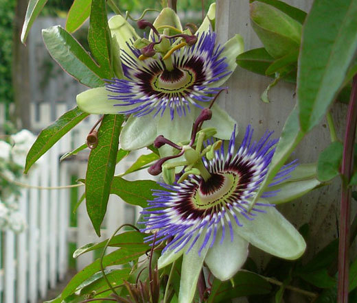 PASSION FLOWER BLUE Passiflora Caerulea – 100 Bulk Seeds