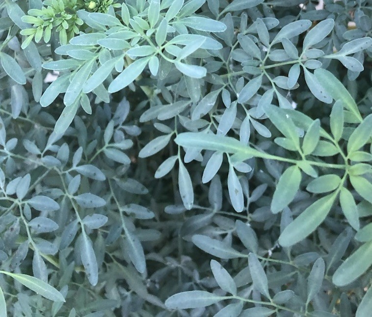 1 Common Rue Plant With Pot 6” Ruda Ruta Graveolens Live Plant Ready To Plant