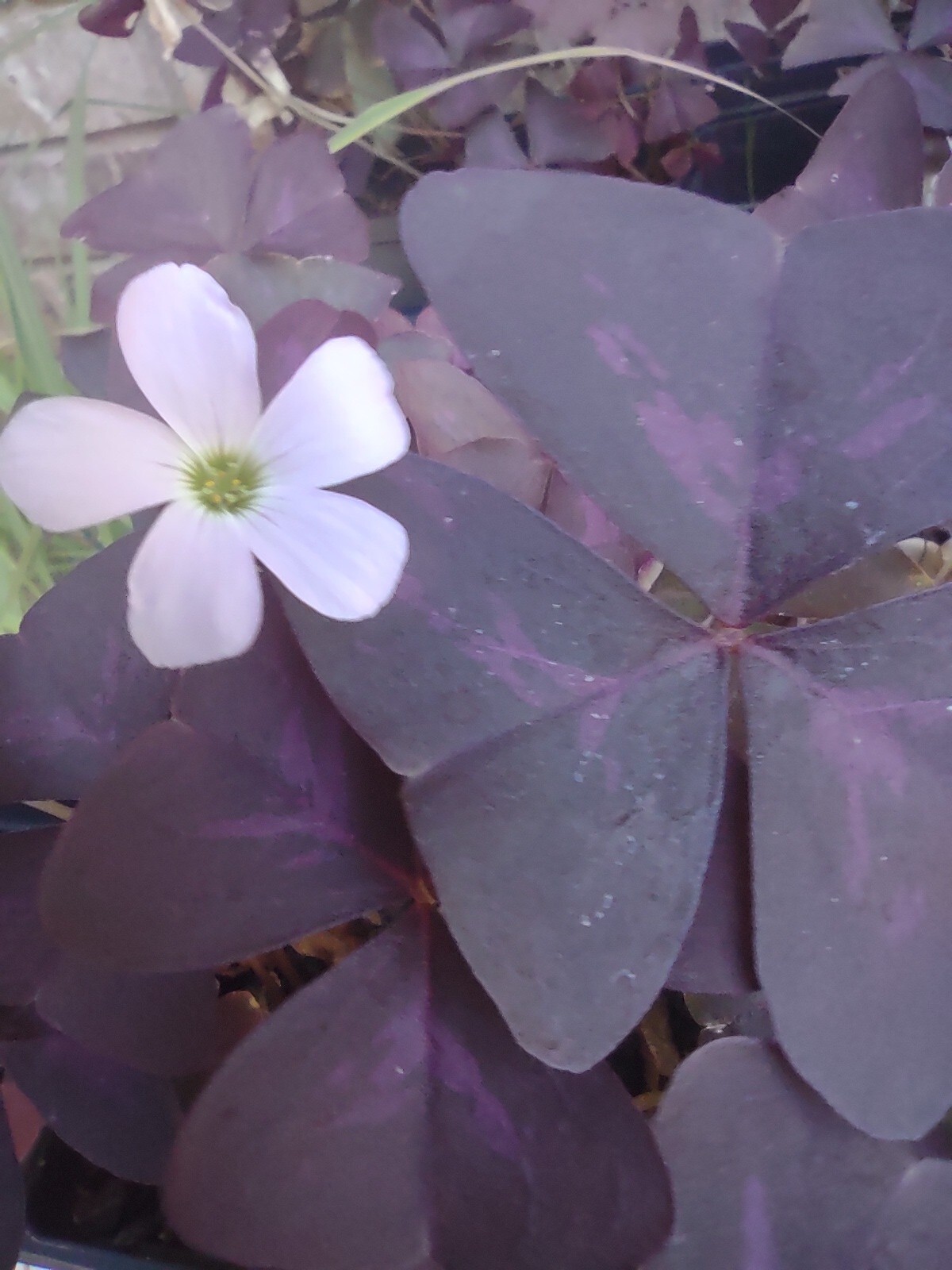 5 Bulbs Purple Shamrock, Oxalis Triangularis Bulbs, Flowers Bulbs Free Shipping