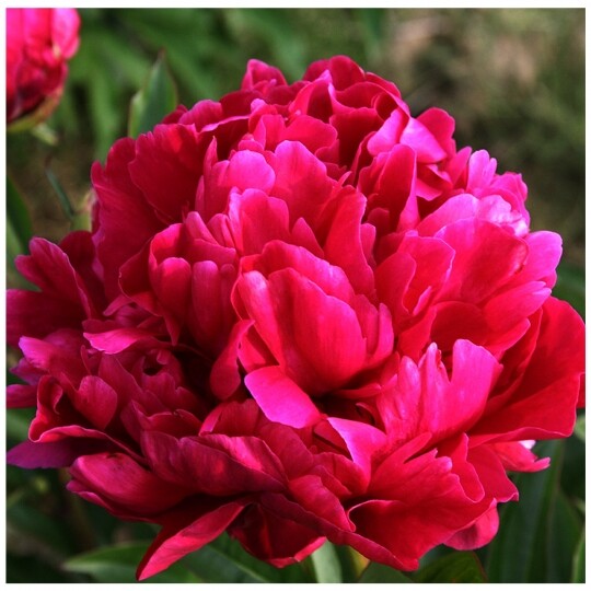 3-Beautiful, Red Non Stop Begonia Bulbs Spectacular Flowering Blooms Check Store