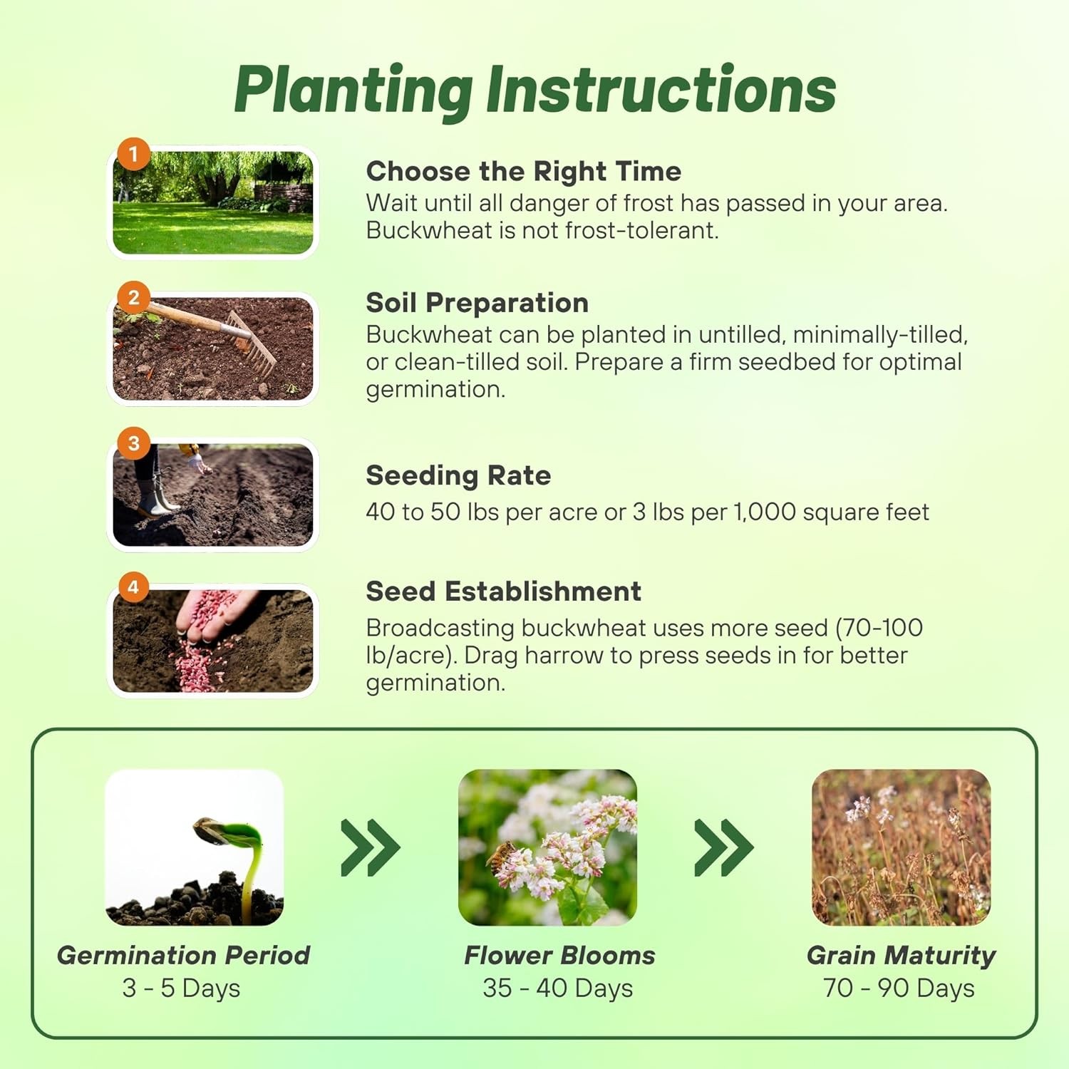 1 LB Buckwheat Seed For Planting Cover Crops & Green Manure