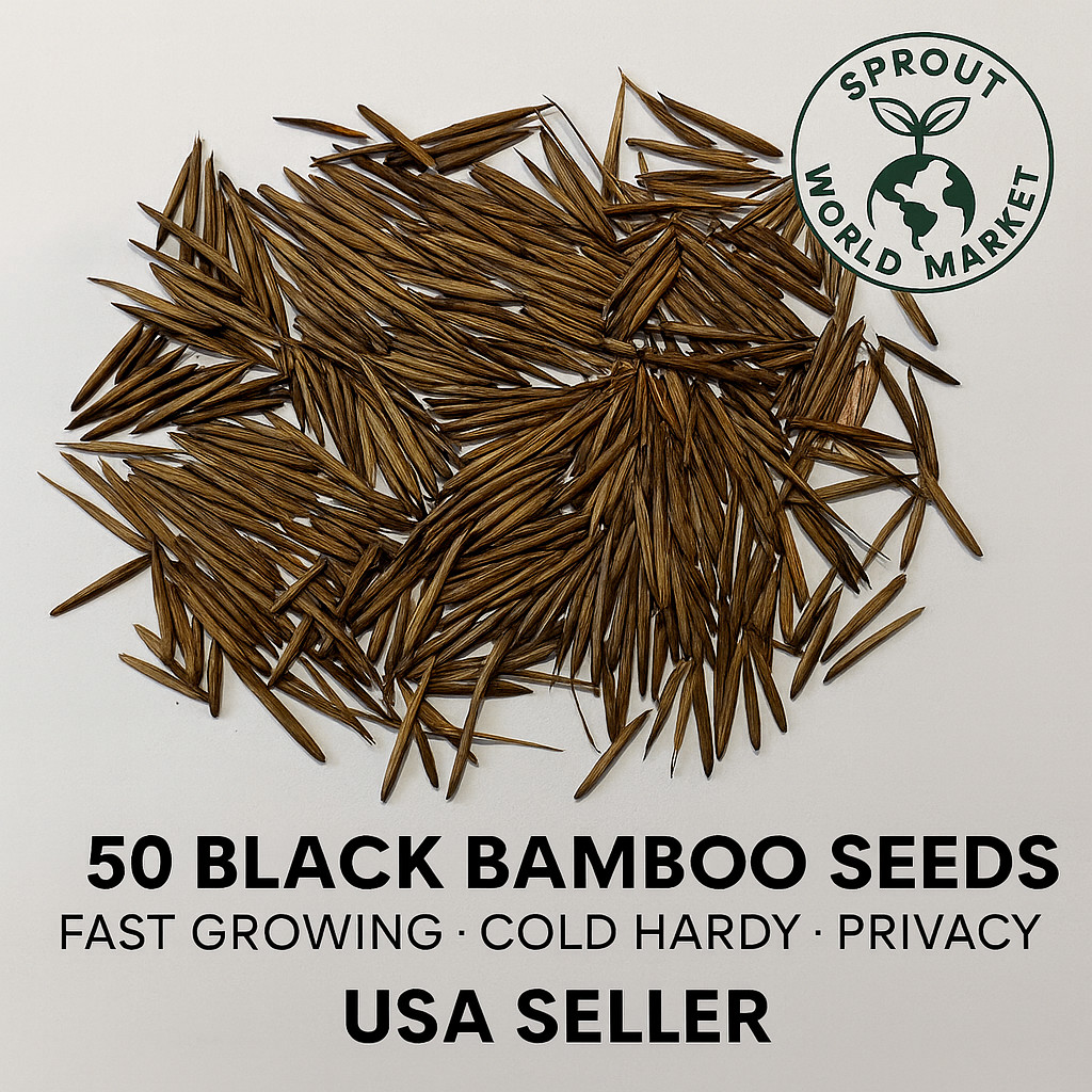 50 Black Bamboo Seeds | Rare | Fast Growing | Cold Hardy | Privacy Screen | USA