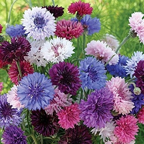 Cornflower & Bachelor Button Seeds Mix NonGMO Heirloom Annual 1/4 Lb