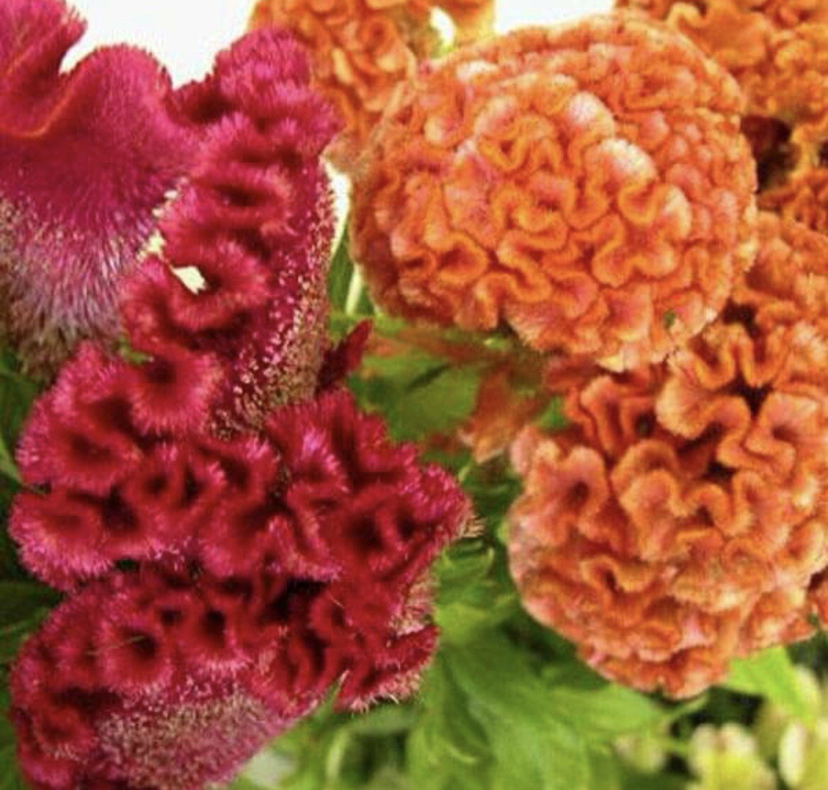 200+ SEEDS Celosia Cristata Cockscomb Buy2get1Free(add2incart)