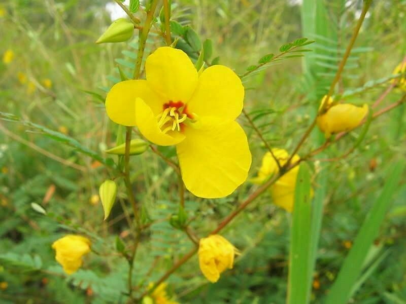 Sensitive PARTRIDGE PEA Chamaecrista Flower Seeds (250 to 3500 SEEDS)