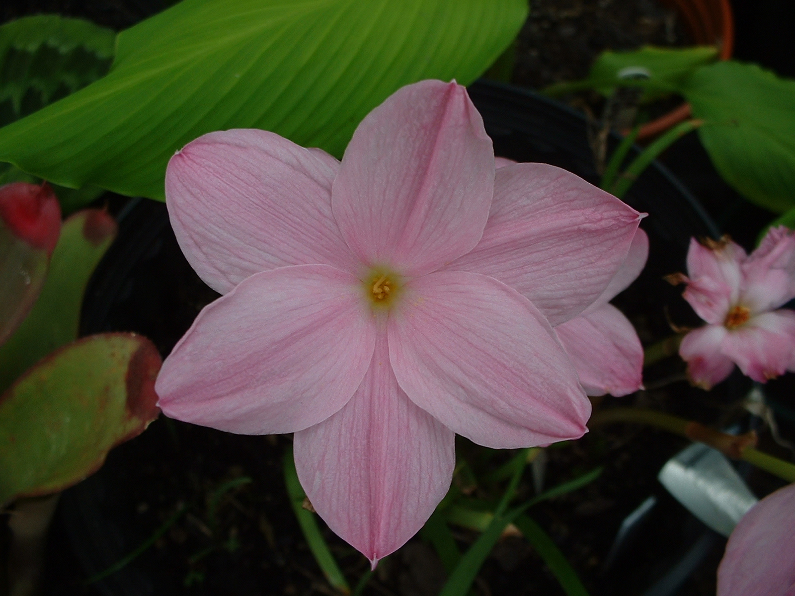 Rain Lily, Zephyranthes Labufarosea mixed colors, 5 bulbs, NEW, habranthus