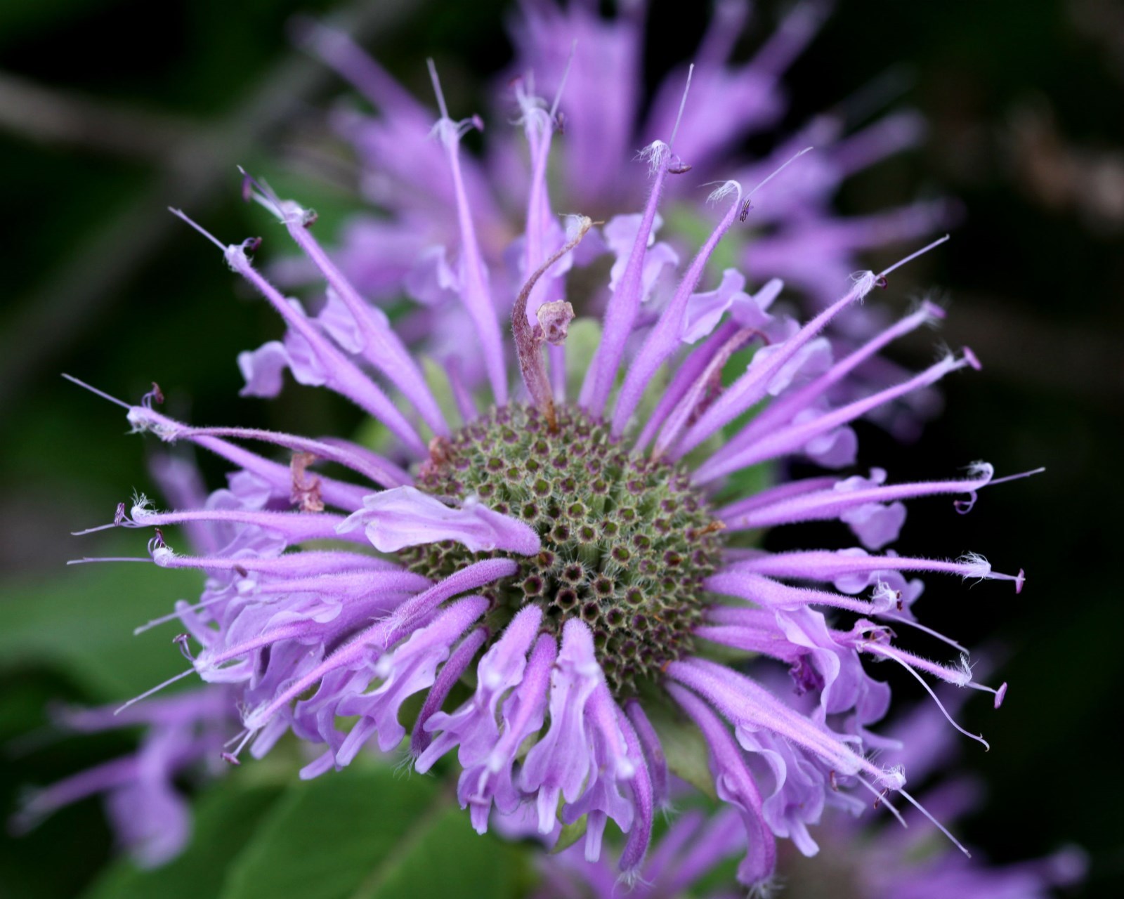 Hardy Purple Bee Balm (Bergamont,Monarda) 30 Seeds Butterfly/Hummingbird Magnet!