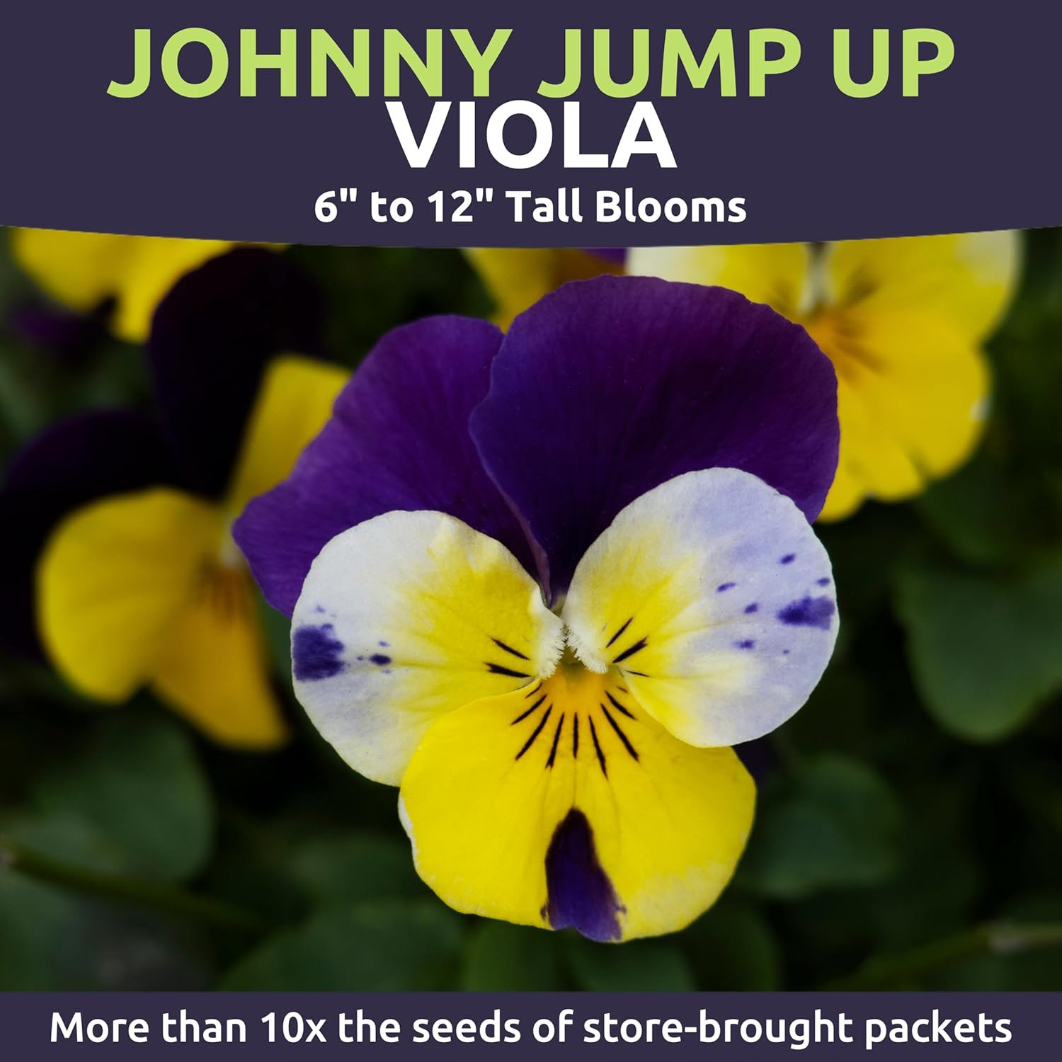 Viola – Johnny Jump-Up – Large 1/4 Ounce Packet – 10,000 Flower Seeds for Planti