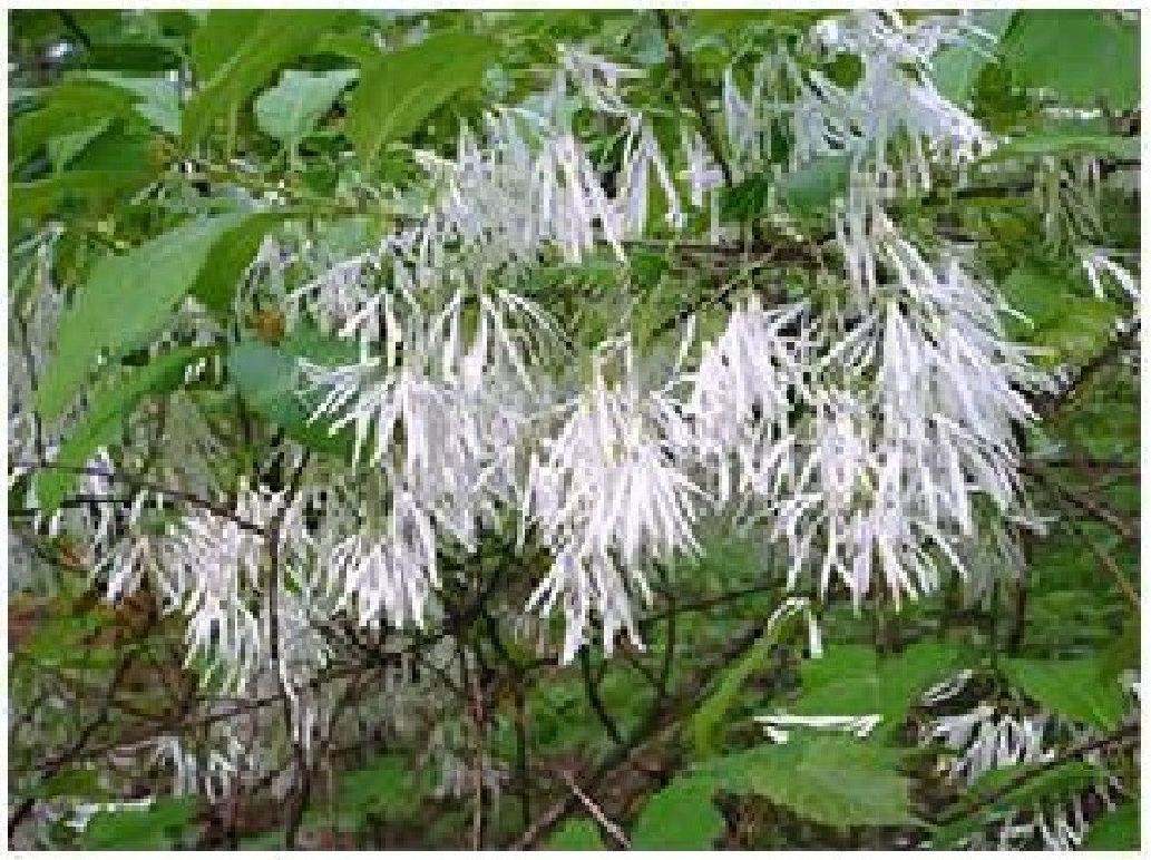 Beautiful Sweet Smelling White Fringe Tree (Grandfathers) 50 Seeds USA