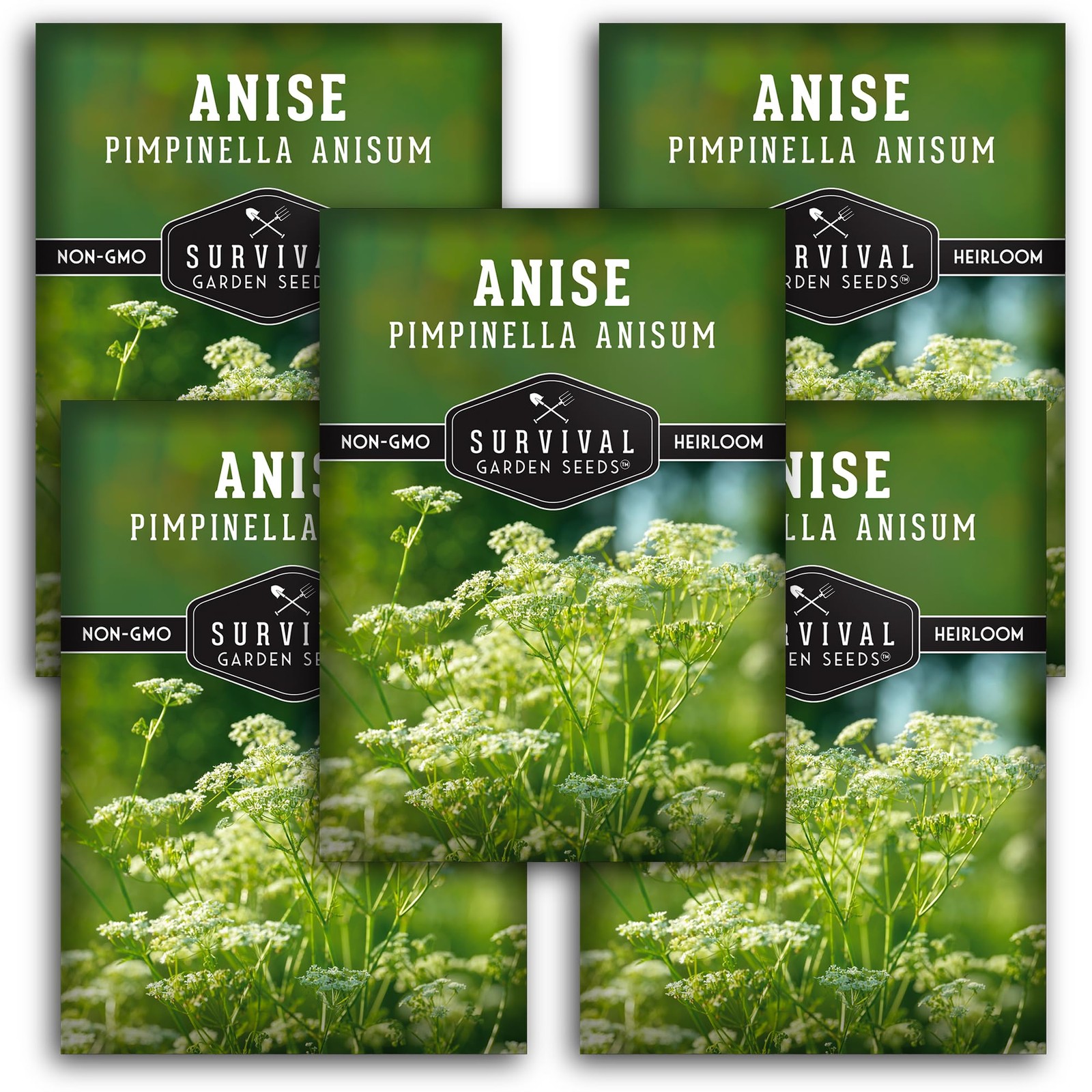 Anise Seeds for Planting Culinary Herb Garden Variety, NonGMO Survival Pack