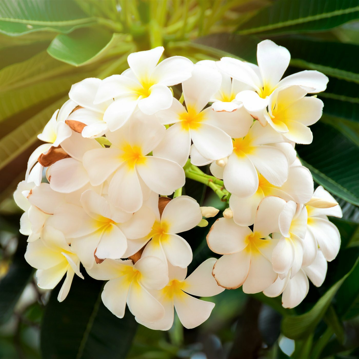 2 HAWAIIAN TROPICAL WHITE PLUMERIA PLANT CUTTING 10″ LONG Easy To Root Fragrant