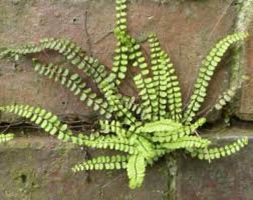 20 Maidenhair Spleenwort Fern Rhizomes/Roots, Live Plants, Asplenium trichomanes