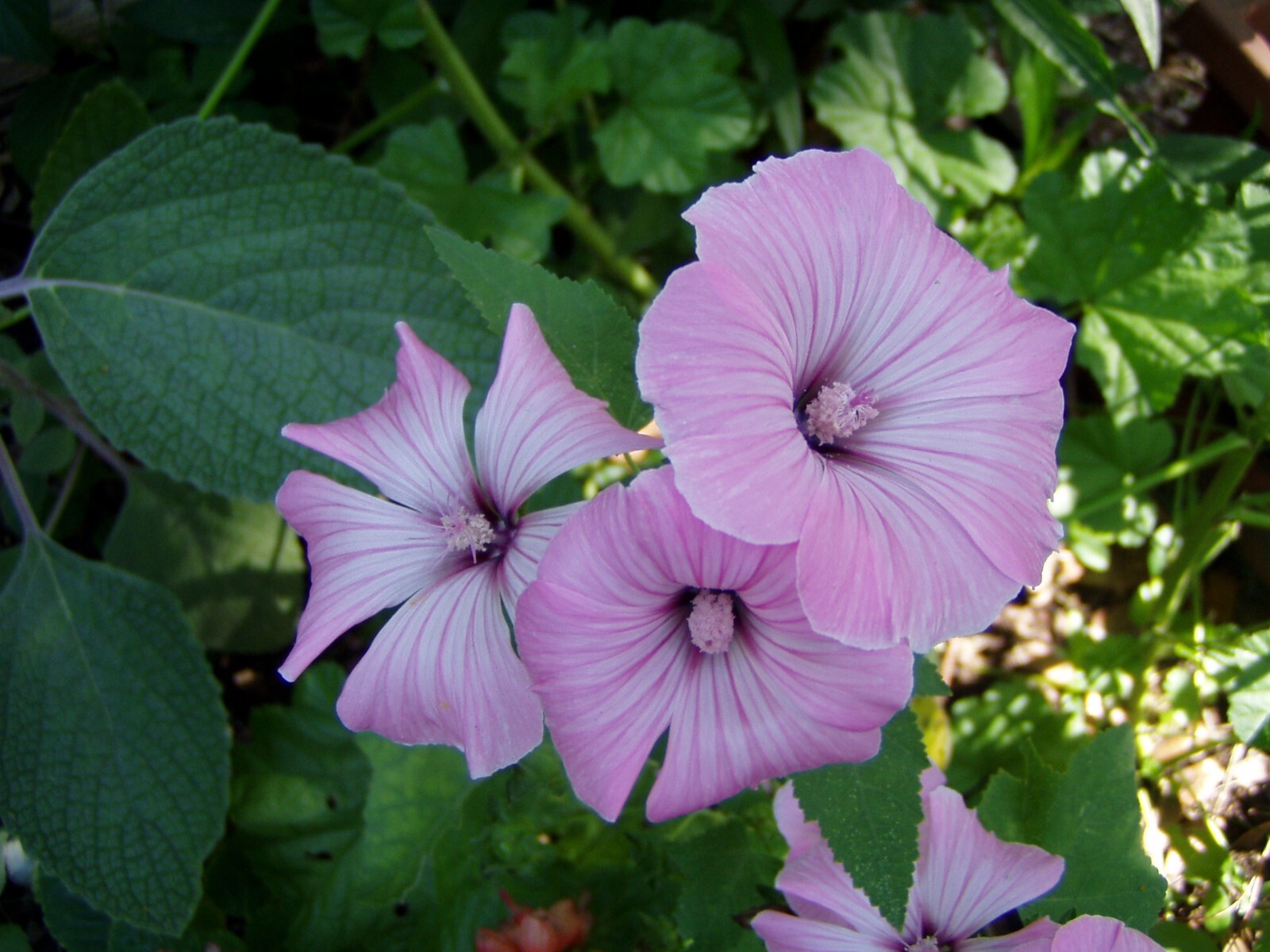 Malva alcea Fastigiata 15 seeds